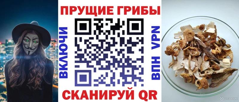 Псилоцибиновые грибы Psilocybine cubensis  Ижевск 